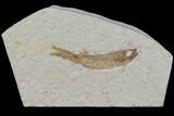 Jurassic Fossil Fish (Leptoleptis) - Solnhofen Limestone #112677-1